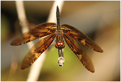 Rhyothemis obsolescens mâle