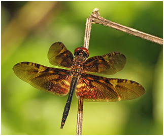 Rhyothemis obsolescens mâle