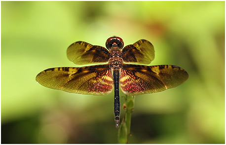 Rhyothemis obsolescens mâle