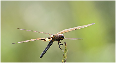 Rhyothemis phyllis femelle