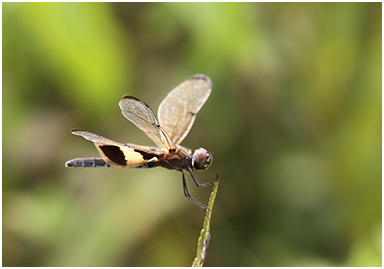 Rhyothemis phyllis femelle