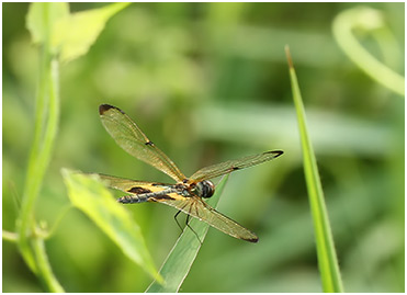 Rhyothemis phyllis femelle