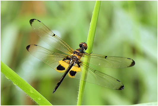 Rhyothemis phyllis mâle