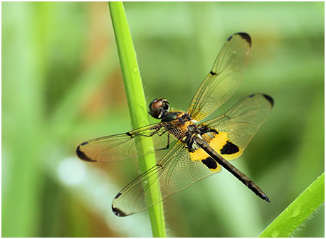 Rhyothemis phyllis mâle