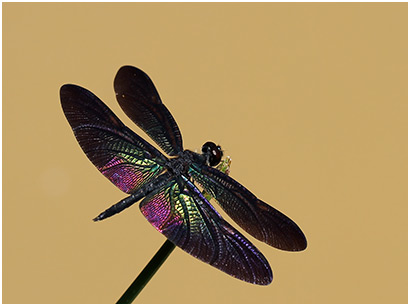 Rhyothemis plutonia mâle