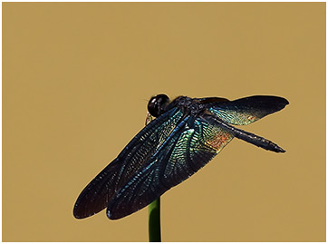 Rhyothemis plutonia mâle