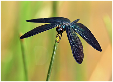 Rhyothemis plutonia mâle