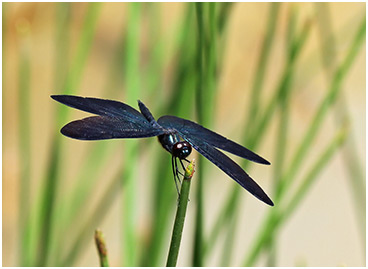 Rhyothemis plutonia mâle