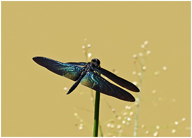 Rhyothemis plutonia mâle