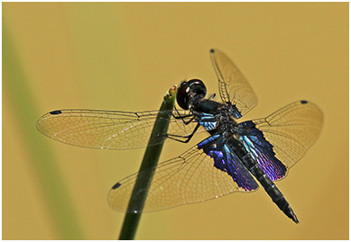 Rhyothemis triangularis mâle