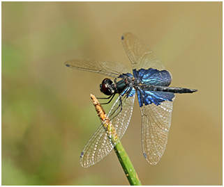 Rhyothemis triangularis mâle