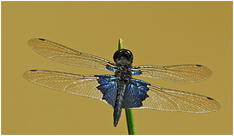 Rhyothemis triangularis mâle