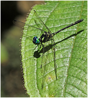 Tetrathemis irregularis mâle