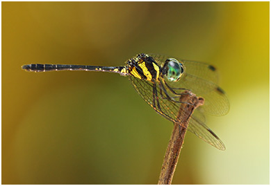 Tetrathemis irregularis mâle