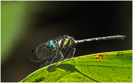 Tetrathemis irregularis mâle