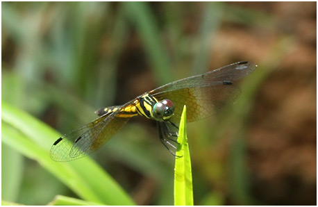 Tetrathemis platyptera femelle