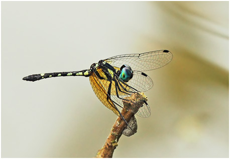 Tetrathemis platyptera mâle