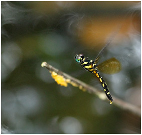 Tetrathemis platyptera femelle en ponte