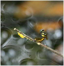 Tetrathemis platyptera femelle en ponte