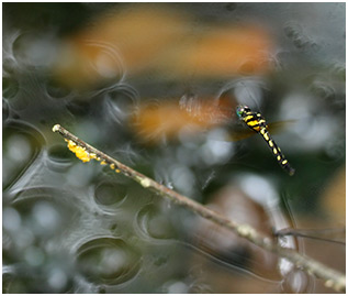 Tetrathemis platyptera femelle en ponte