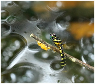 Tetrathemis platyptera femelle en ponte