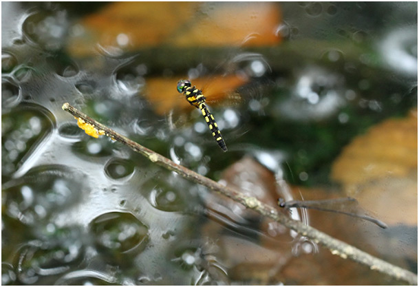 Tetrathemis platyptera femelle en ponte