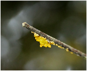 Tetrathemis platyptera oeufs