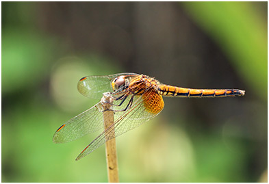 Trithemis aurora femelle