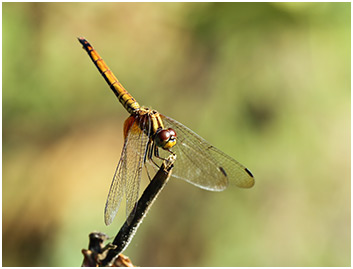 Trithemis aurora femelle