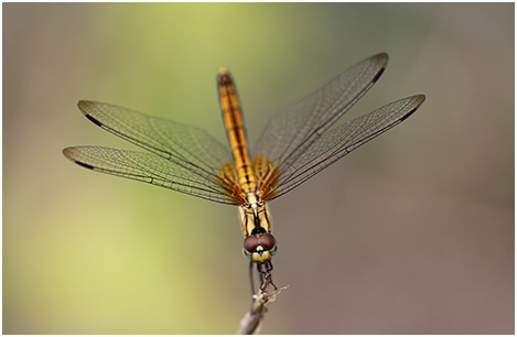 Trithemis aurora femelle