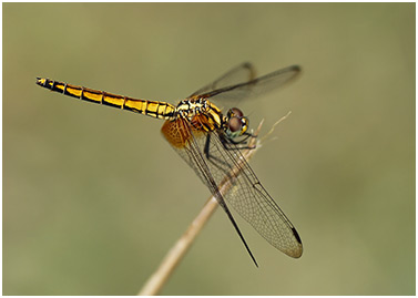 Trithemis aurora femelle