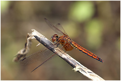 Trithemis aurora femelle