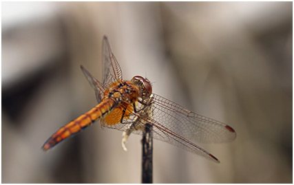 Trithemis aurora femelle