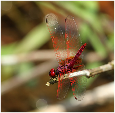 Trithemis aurora mâle