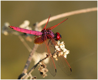 Trithemis aurora mâle