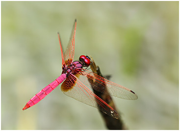 Trithemis aurora mâle