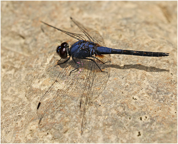 Trithemis festiva mâle