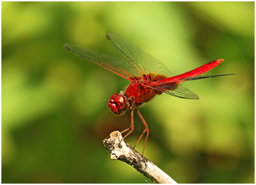 Urothemis signata mâle