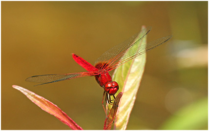 Urothemis signata mâle