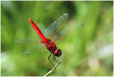 Urothemis signata mâle