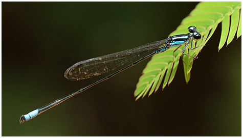 Acanthagrion trilobatum