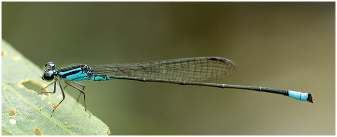 Pacific Wedgetail