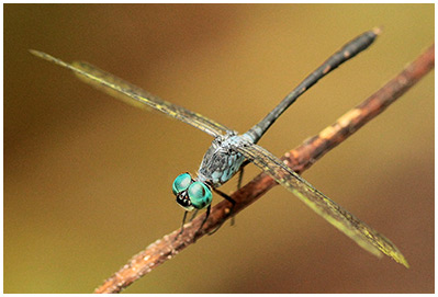 Common Blue-eye