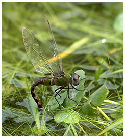 Amazon darner laying