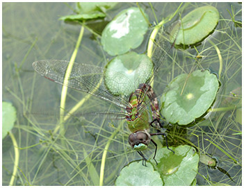 Anax amazili ponte