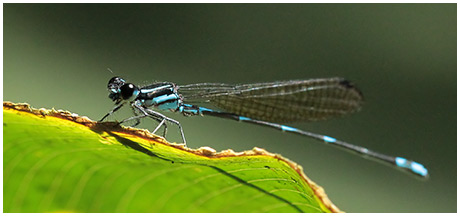 Argia adamsi