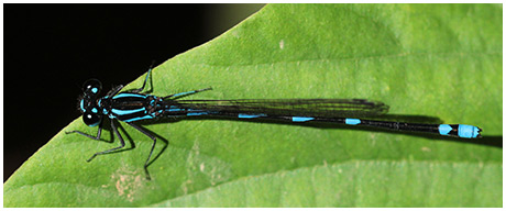 Argia adamsi