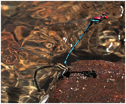 Argia cupraurea ponte