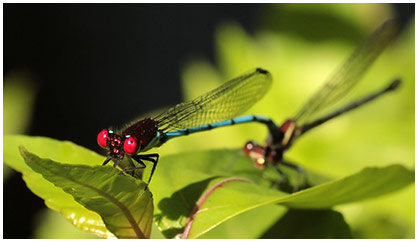 Argia cupraurea ponte