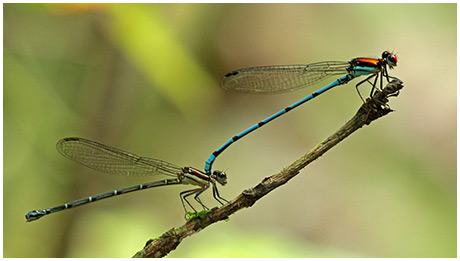 Argia cupraurea tandem Semaphore Hill, 2012/08/26